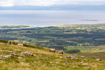 sheep at a peak of a mountain close to a cliff with the wild Atlantic sea in the background in sligo, ireland