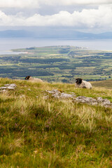 sheep at a peak of a mountain close to a cliff with the wild Atlantic sea in the background in sligo, ireland