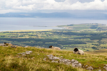 sheep at a peak of a mountain close to a cliff with the wild Atlantic sea in the background in sligo, ireland
