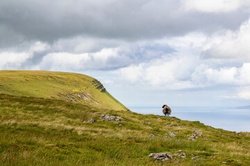 sheep at a peak of a mountain close to a cliff with the wild Atlantic sea in the background in sligo, ireland