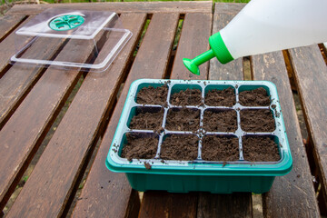 Watering seeds sown in a propagator 