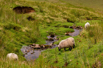 a group of sheeps along a small mountain river at the valley of gortnaleck next to Ben Bulben, ireland