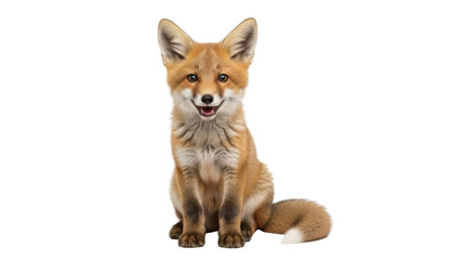 Fototapeta premium Fox cub portrait on white background.