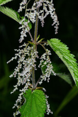 Gro&szlig;e Brennessel,  Urtica dioica