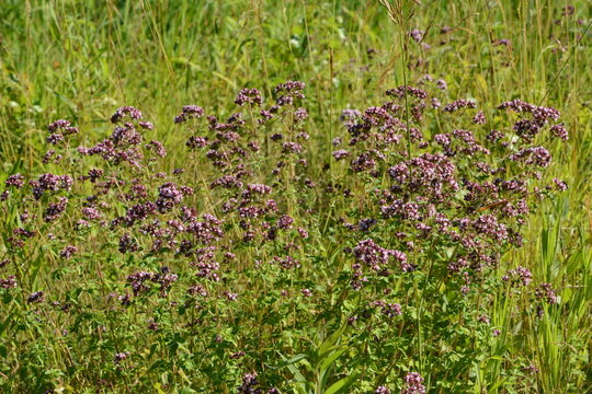 Dost, Gew&ouml;hnlicher, Origanum vulgare