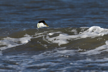 Fototapeta premium swimming adult male common eider (somateria mollissima) hiding behind a wave