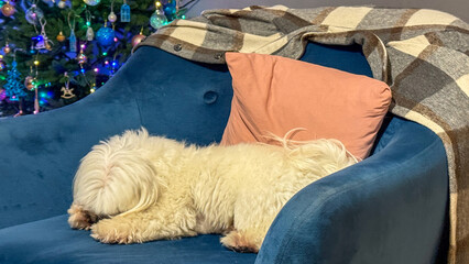Cozy pup snoozing on sapphire armchair, festive Yuletide tree twinkles nearby, embodying hygge tranquility, winter's serene embrace