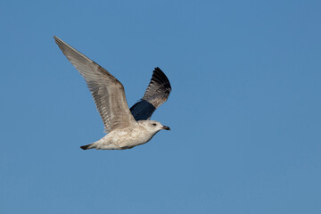 Obraz premium a juvenile herring gull (larus argentatus) in flight against the blue sky
