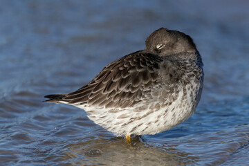 Fototapeta premium a resting purple sandpiper (calidris maritima) at the beach with closed eyes