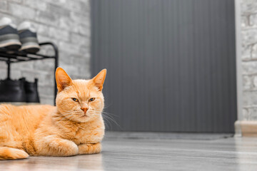 A ginger cat is lying on the floor in the hallway, place for inscription. The cat is waiting for...