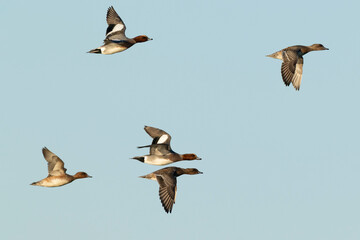 Obraz premium A flock of first year and adult eurasian widgeon (anas penelope) in flight