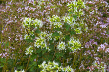 Obraz premium Dost, Gewöhnlicher, Origanum vulgare