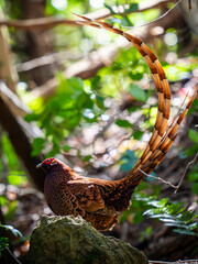 Copper Pheasant © motoshi.0123