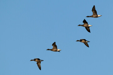 Obraz premium a flock of brent goose (branta bernicla, ssp. bernicla) in flight