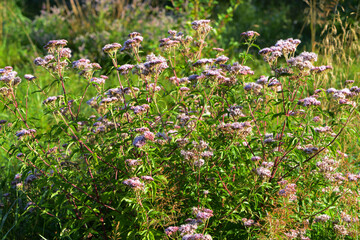 Fototapeta premium Gewöhnliche Wasserdost, Eupatorium cannabinum