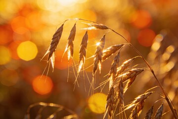 Golden ripe oat spikelets hang from a stalk illuminated by warm evening sunlight in a summer field with shimmering bokeh.