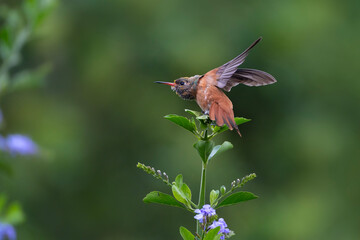 Obraz premium Amazilia hummingbird taking off, Amazilis amazilia in Lima, Peru