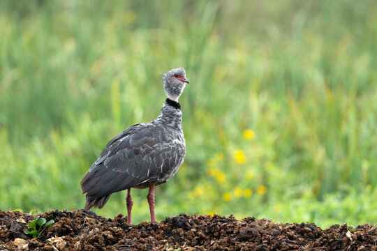 Southern Screamer, Chauna torquata in Argentina