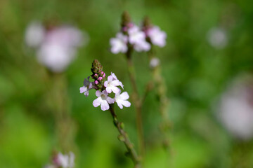 Eisenkraut,  Echtes Eisenkraut,  Verbena officinalis