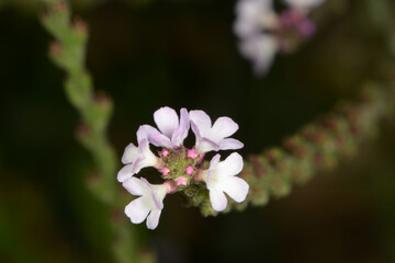 Obraz premium Eisenkraut, Echtes Eisenkraut, Verbena officinalis