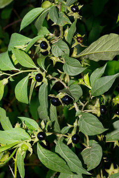 Schwarze Tollkirsche,  Atropa belladonna