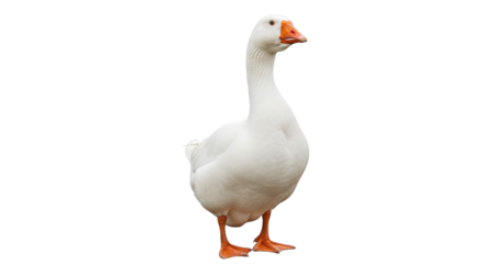 Elegant white goose stands gracefully against a stark black background with its vibrant orange beak.