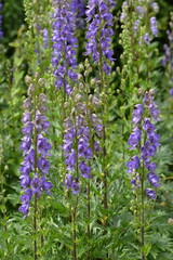 Blauer Eisenhut Aconitum napellus