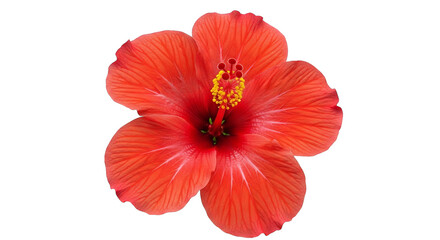 Fototapeta premium Vibrant red hibiscus blossom displays delicate petal texture and bright yellow stamen against black