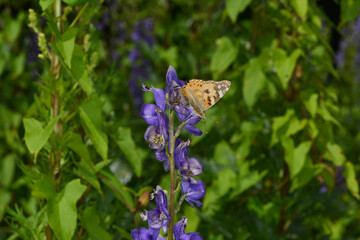 Blauer Eisenhut Aconitum napellus