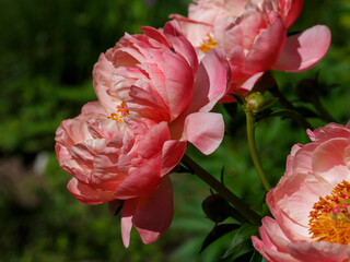 Peony sort 'Coral Sunset' blooms in summer garden. Beautiful coral peony close up