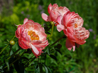 Peony sort 'Coral Sunset' blooms in summer garden. Beautiful coral peony close up © Flower_Garden
