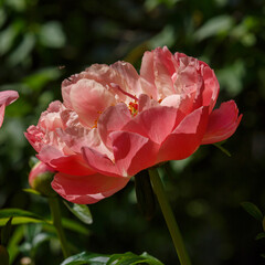 Peony sort 'Coral Sunset' blooms in summer garden. Beautiful coral peony close up