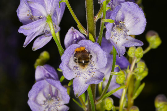 Blauer Eisenhut Aconitum napellus