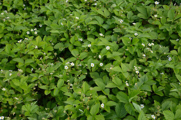 Fototapeta premium Wald-Erdbeere, Fragaria vesca
