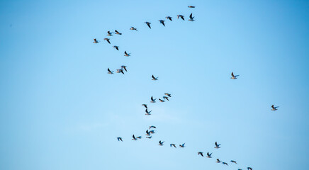 Obraz premium A flock of birds flies in the blue sky. Awakening of nature in spring, free flight. A flock of small birds in flight against a blue sky with clouds.