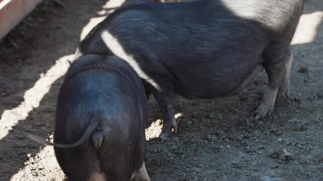 Wild boars foraging in the dirt near their shelter in a farm setting