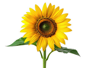 Close-up of a vibrant sunflower against a black backdrop, showcasing petals, stem, and leaves