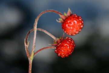  Wald-Erdbeere,  Fragaria vesca