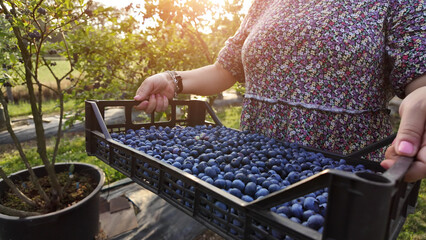 Farmer picking fresh blueberries on a farm.