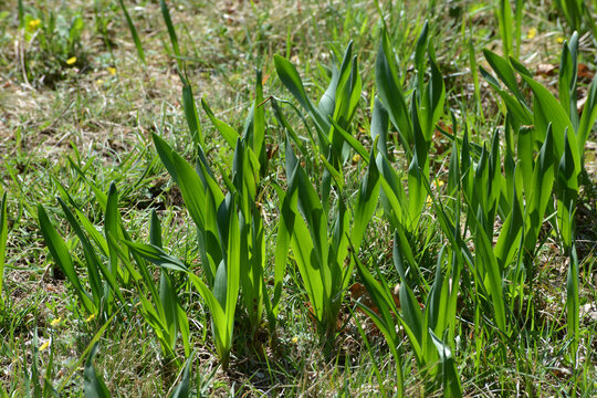 Herbst-Zeitlose,  Colchicum autumnale