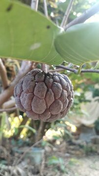 Close-Up Video Ripe Custard Apple Fruit Growing on Tree in Natural Garden, Tropical Sugar Apple	