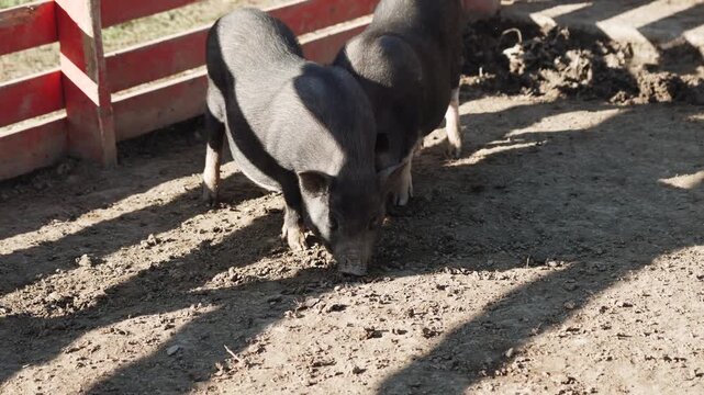 Wild boars root around in dirt at a farm during a sunny day in early spring