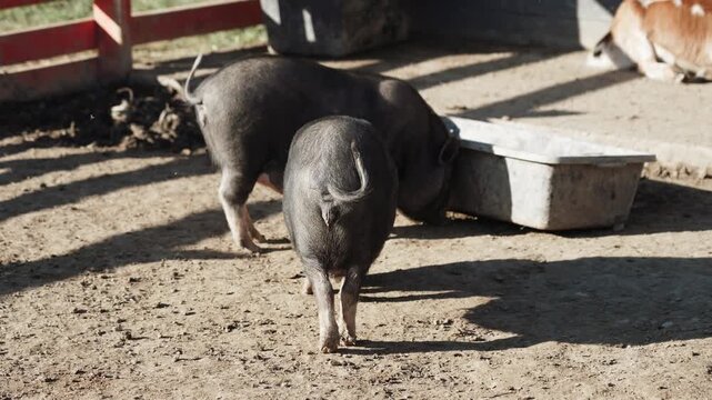 Wild boars feed in a pen as sunlight shines on a farm in the afternoon