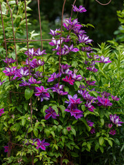 Fototapeta premium Beautiful Clematis Akaishi bloom in the summer garden. The Clematis Akaishi petals are purple-purple with a bright red wide stripe in the middle of the petals, the edges are slightly wavy.