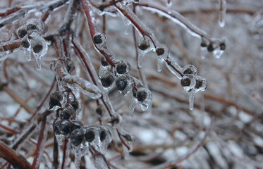Covered with ice shell dry berries with icicles after cold ice storm 
