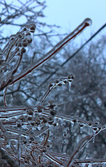 Fully frozen berries on a branches with icicles on them close up view vertical photo