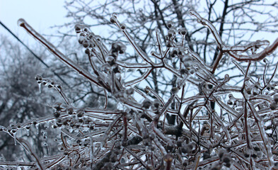 Icicles on a bush branches and berries after a winter storm 
