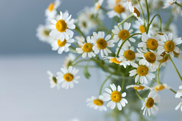 Fototapeta premium Matricaria daisy bouquet in a glass vase on blue background with copy space
