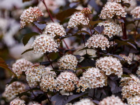 Physocarpus opulifolius Diabolo blooms in garden. Physocarpus opulifolius Diablo is the Latin name of the viburnum "Diablo". It is an ornamental deciduous shrub from the rose family.