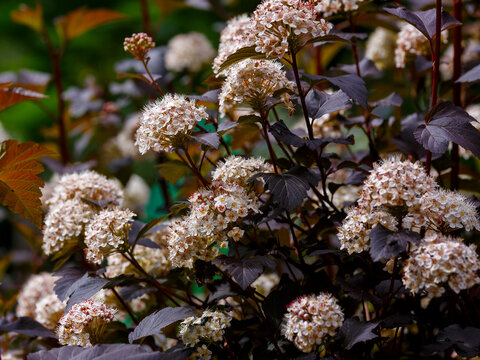 Physocarpus opulifolius Diabolo blooms in garden. Physocarpus opulifolius Diablo is the Latin name of the viburnum "Diablo". It is an ornamental deciduous shrub from the rose family.